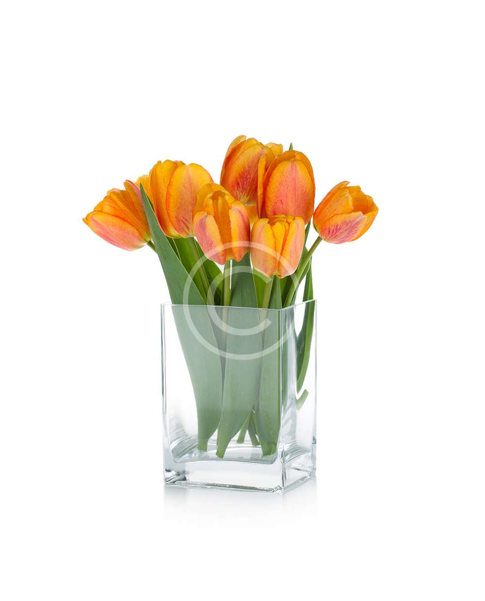 product-8-1-copyright-min